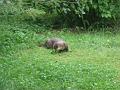 zoo 006